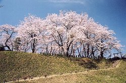 後閑城址公園の桜の画像