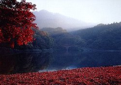 紅葉の碓氷湖の画像