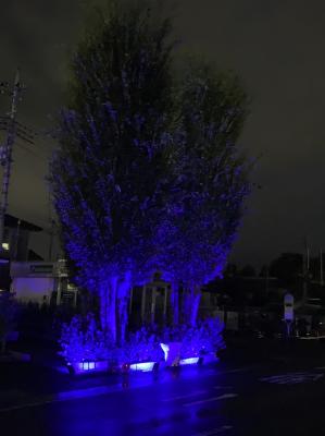 青く照らされた市役所内の街路樹の画像