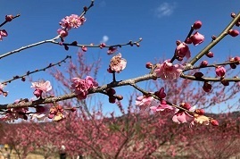 3月4日安中市梅林開花祭4