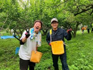 6月8日たわわに実った梅2
