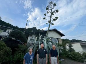 8月22日数十年に一度、リュウゼツラン開花