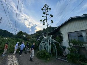 8月22日数十年に一度、リュウゼツラン開花3