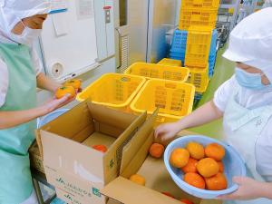 柿をひとつひとつ確認しています