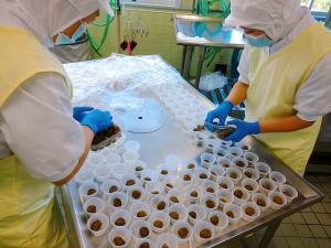 カップに梅の甘露煮を入れています