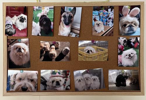 保護犬たちの写真