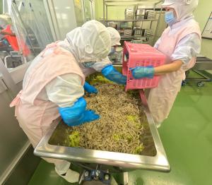 ごぼうサラダを和える