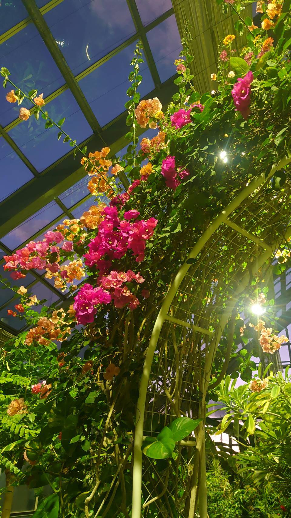 植物園夜間の画像