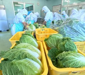群馬県産の野菜