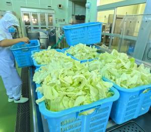 キャベツをカットする