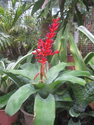 サンゴアナナスの画像