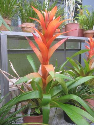 グズマニアの画像