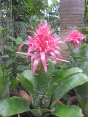 エクメアの画像