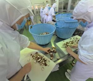 しいたけをきる