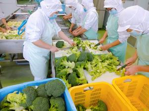 ブロッコリーの下処理をしています