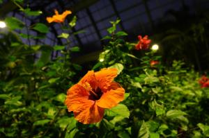 ハイビスカスの画像