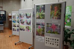 配布植物の紹介展示の画像