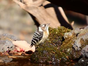 コゲラの写真