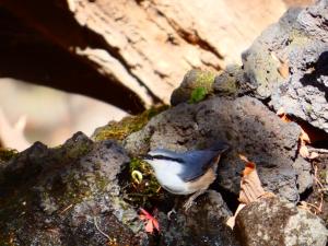 ゴジュウカラの写真