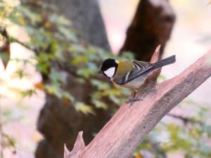 シジュウカラの写真
