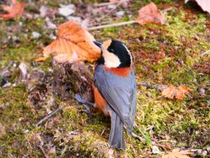 ヤマガラの写真