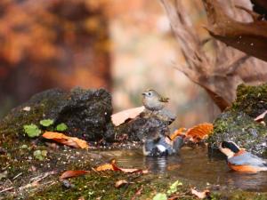 キクイタダキの写真