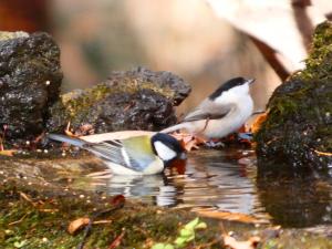 左がシジュウカラで右がコガラの写真