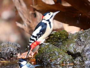 アカゲラの写真