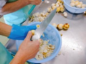 里芋をむいています