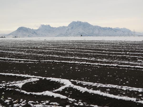 R7.12.22　冬の蒟蒻畑