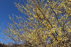 群馬フラワーハイランド　ろうばい