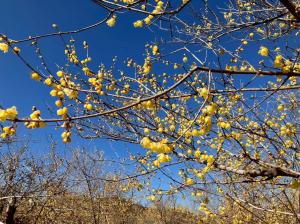 1月9日ろうばいの郷3