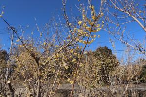 新井ろうばい園