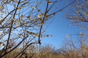 新井ろうばい園