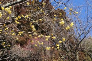 フラワーハイランド