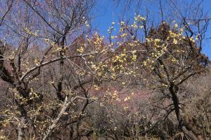 フラワーハイランド