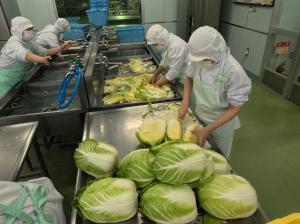 たくさんの白菜