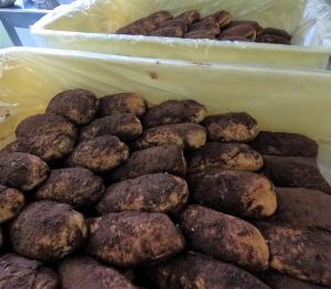 ココアパンができました