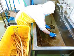 ごぼうを洗っています