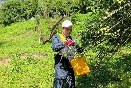 6月17日地域活動応援隊3