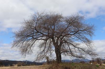 細野の一本桜