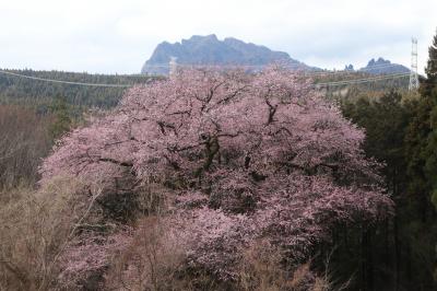 細野の彼岸桜