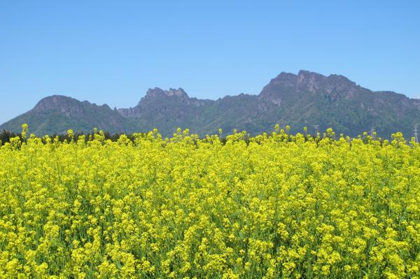 R8.4.2　菜の花畑