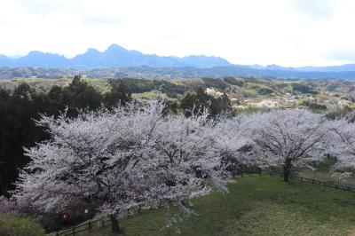 後閑城址の桜