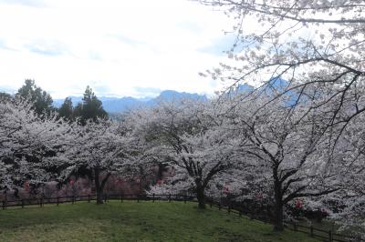 後閑城址の桜２