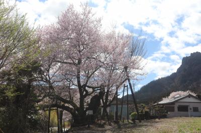 行田の彼岸桜