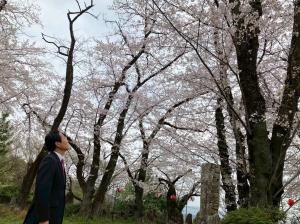 ４月4日後閑城址公園桜まつり3