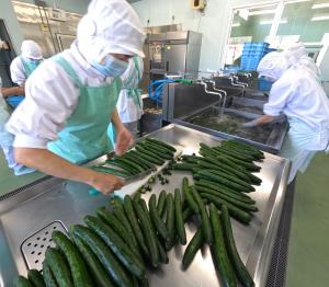 安中産のきゅうり