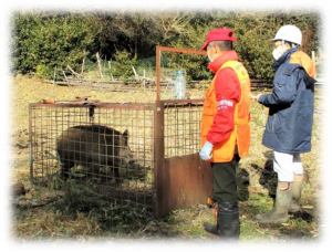 イノシシ（箱わな）と捕獲隊員
