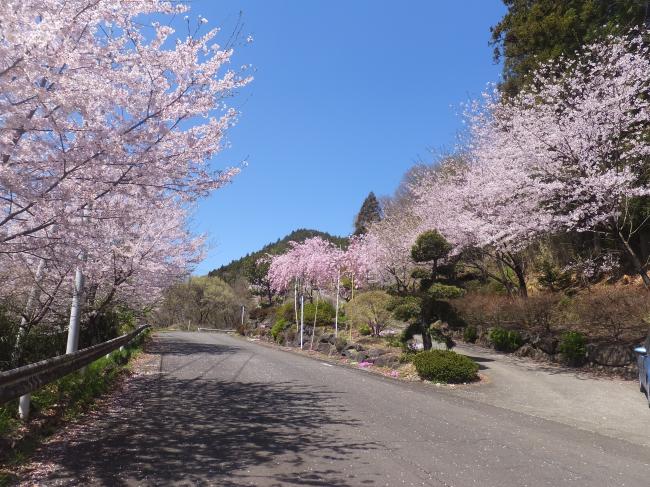 秋間・長岩地区 風戸通り 桜並木の写真